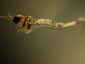 japonica larva.JPG